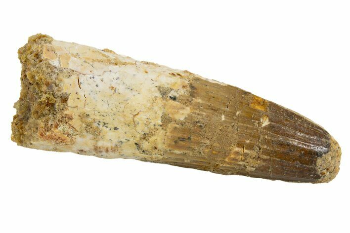 Fossil Spinosaurus Tooth - Real Dinosaur Tooth #324819